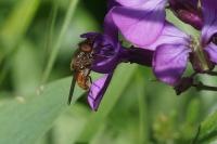Rhingia campestris