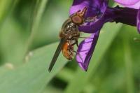 Rhingia campestris