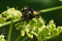 Mesembrina meridiana
