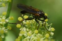 Empis tessellata