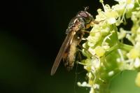 Melanostoma scalare