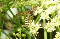 Ctenophora flaveolata