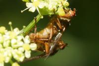 Scathophaga