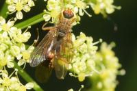 Scathophaga