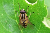 Helophilus pendulus