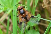 Volucella inflata