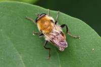 Criorhina floccosa