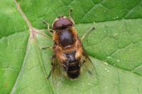 Eristalis similis