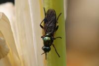 Chorisops tibialis