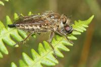 Dysmachus trigonus