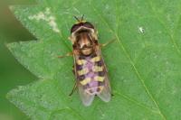 Eupeodes corollae