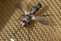Cylindromyia rufipes