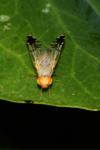 Trupanea amoena
