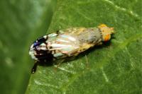 Trupanea amoena