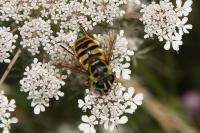 Myathropa florea