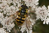 Myathropa florea