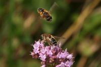 Eristalis nemorum