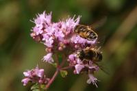 Eristalis nemorum