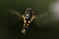 Syritta pipiens