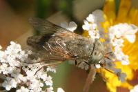 Atylotus rusticus