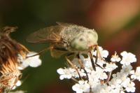 Atylotus rusticus