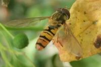 Episyrphus balteatus