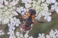 Ectophasia crassipennis