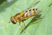 Syrphus ribesii
