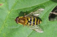 Syrphus ribesii