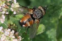 Peleteria rubescens