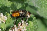 Peleteria rubescens