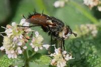 Peleteria rubescens