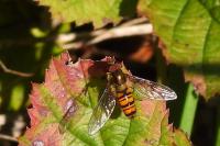 Episyrphus balteatus