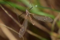 Tipula pagana