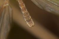 Tipula pagana