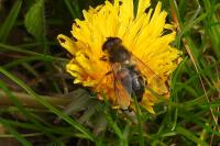 Eristalis tenax