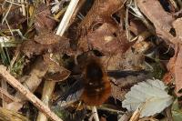 Bombylius major