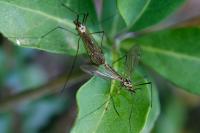 Nephrotoma appendiculata