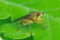 Scathophaga stercoraria