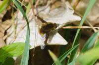 Bombylius major