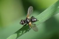 Phania funesta