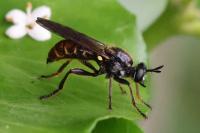 Choerades marginata