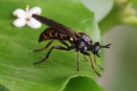 Choerades marginata
