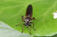Choerades marginata