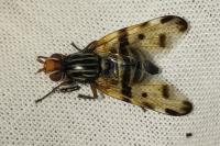 Otites porcus