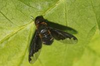 Hemipenthes velutina