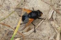 Mesembrina meridiana