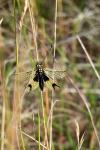 Libelloides coccajus