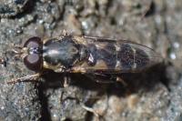 Syritta pipiens