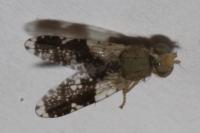 Tephritis formosa